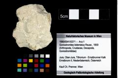 Foto (Objekt + Etikett) von Goniodromites bidentatus (Reuss, 1859)  (NHMW-GEO-1990-0041-0371)